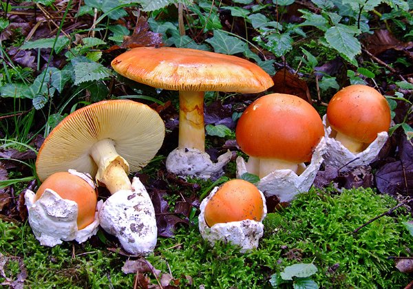 Amanita caesarea  ( Amanite des césars )