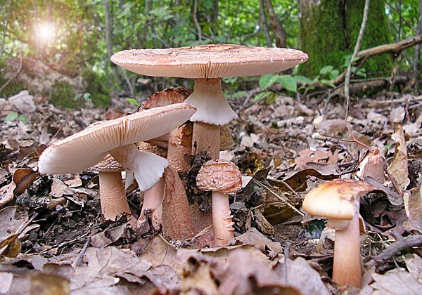 Amanita rubescens  ( Amanite rougissante )