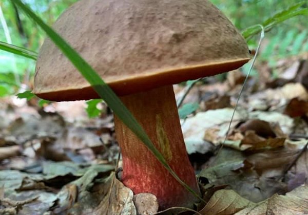 Neoboletus erythropus (  Bolet  à pied  rouge )