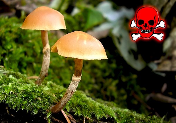Galerina marginata ( Galérine marginée )