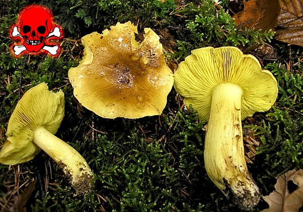 Tricholoma auratum