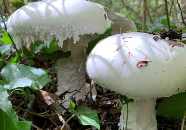 Amanita ovoidea ( amanite  ovoide )