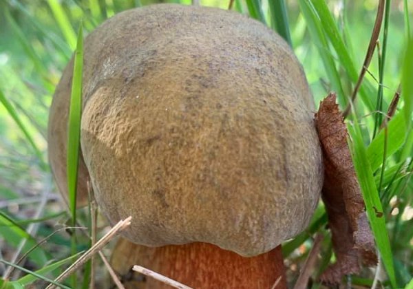 Suilellus  luridus ( Bolet  blafard )