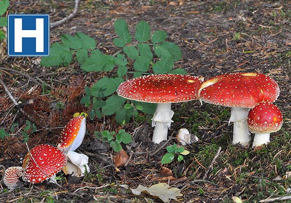 Amanita muscaria ( Amanite tue  mouches )