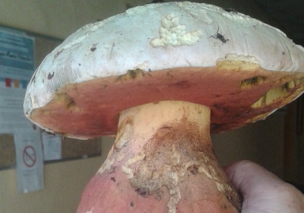 Robroboletus satanas ( Bolet de satan )