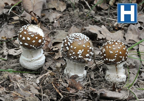 Amanita pantherina (Amanite panthère )
