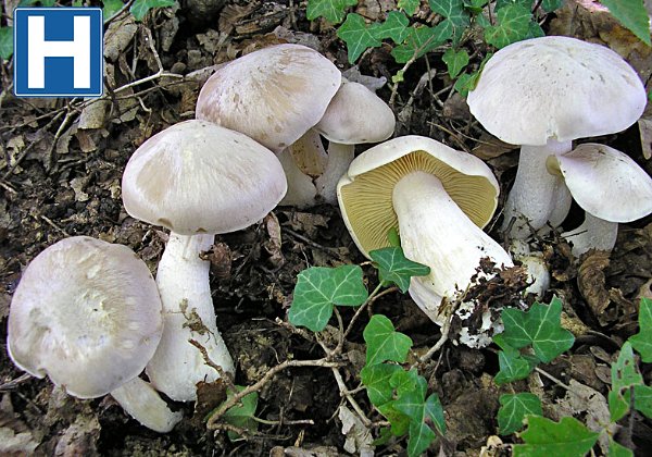 Entoloma sinuatum ( Entolome  livide )